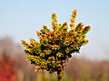 Picea abies Pniowiec IMG_1914 Świerk pospolity